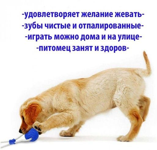 Многофункциональная игрушка для собак канат на присоске с мячом